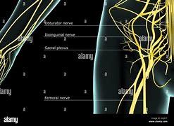 Image result for Ilioinguinal Nerve Sensory