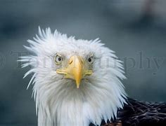 Image result for Bald Headed Eagle