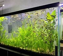 Image result for Guppy Colony