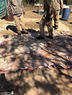 Image result for Hippo Skin Print