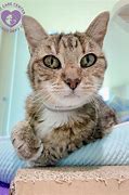 Image result for senior cat care