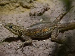 Image result for African Rainbow Lizard