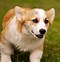 Image result for Corgi Bebé