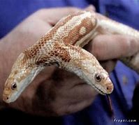 Image result for 2-Headed Snake