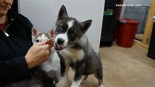 Image result for Grey Husky Puppies