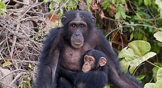 Image result for Chimpanzee Eating Meat