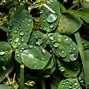 Image result for Rain Screensaver