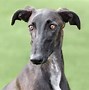 Image result for Galgo Dog Breed