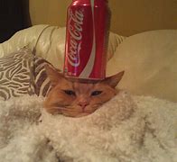 Image result for Cat Burrito Song