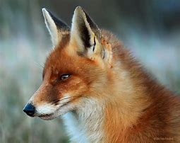 Image result for Fox Head Profile