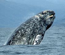 Image result for Gray Whale Pictures