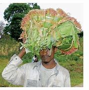 Image result for Miraa Plant