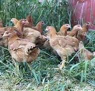 Image result for Chicken Farm Java