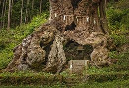 Image result for Shishki Trees