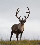 Image result for Reindeer Also Known as Caribou