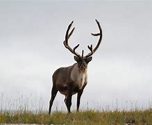 Image result for reindeer and caribou habitat