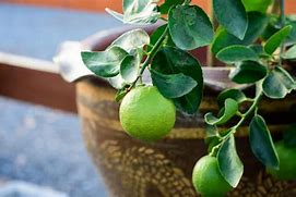 Image result for Key Lime Tree Thorns