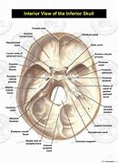 Image result for Skull Inferior View