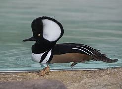 Image result for Standing Hooded Merganser