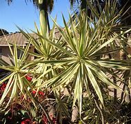 Image result for Variegated Dracaena