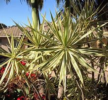 Image result for Dracaena Marginata Variegated