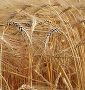 Image result for Wheat Harvest Pic