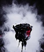 Image result for Black Rose Pic