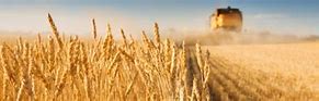 Image result for Australian Wheat