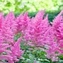 Image result for Questions Pink Flower