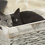 Image result for Unique Black and Grey Cat