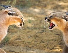 Image result for Caracal vs Serval