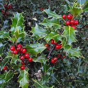 Image result for Mistletoe Story