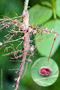 Image result for Soybean Nodule