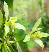 Image result for Vanilla Orchid South America