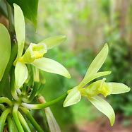 Image result for Vanilla Orchid Flower