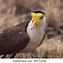 Image result for Masked Lapwing Baby