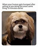 Image result for Trial Dog Meme