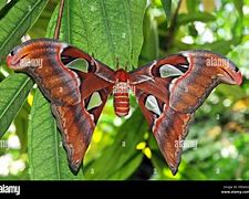 Image result for Giant Red Moth