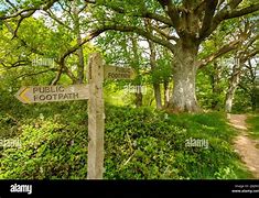 Image result for Tree in Footpath UK Raised