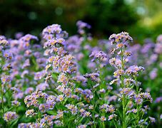 Image result for Aster Tataricus