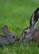 Image result for Leveret Baby Hare