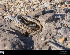 Image result for Burrowing Lizards