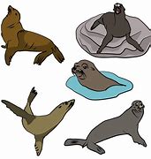 Image result for Sea Lion Sign Free Clip Art