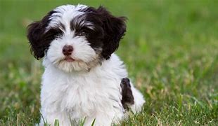 Image result for Havanese Fully Grown