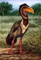 Image result for Titanis Walleri Prehistoric Fauna