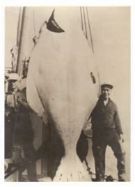 Image result for Biggest Halibut Fish