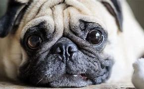 Image result for Adorable Puppy Dog Eyes