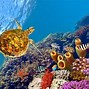 Image result for Under the Sea Coral