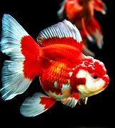 Image result for Gambar Ikan Keci