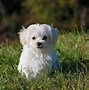 Image result for Black Teacup Maltese